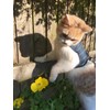 Mynwood Cat Jacket/Harness Black Watch Tartan Kitten up to 8month
