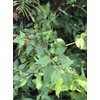 Organic Jamaican Dog Blood Bush Fertility Tea