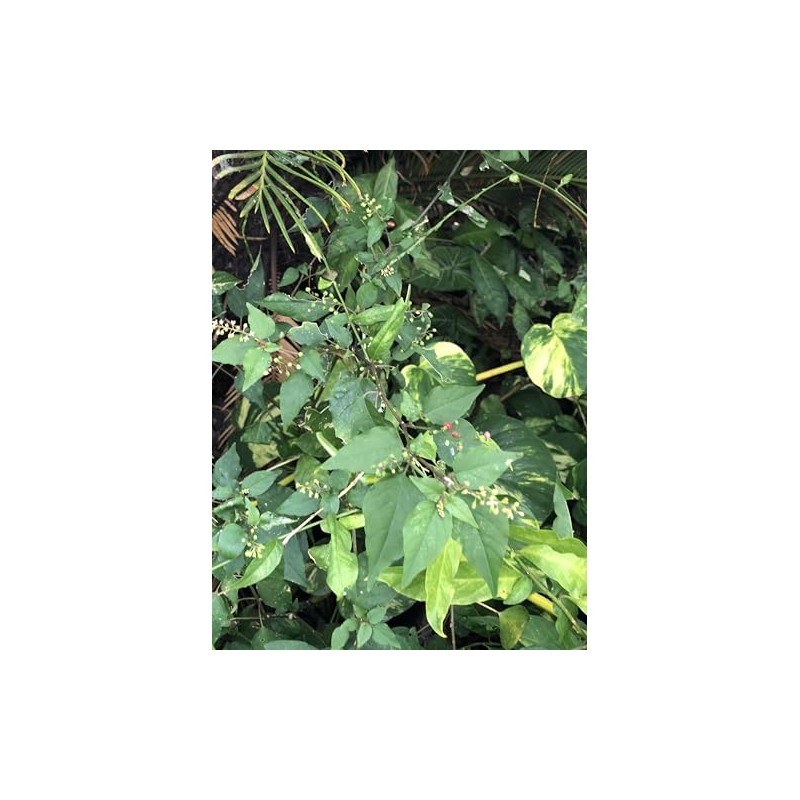 Organic Jamaican Dog Blood Bush Fertility Tea
