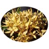 Yellow Dwarf IXORA Miniature Taiwanensis Tropical Low Growing Flowering Shrub