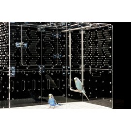 GuineaLoft™ Bend Pipe Swing for Birds - Sleek Industrial Design, Easy to Clean, Space-Saving, Durable, Peck-Proof, Tangle-Safe - Exclusively by Guinea Loft