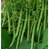 TomorrowSeeds Contender Green Bean Seeds | Non GMO USA Stringless
