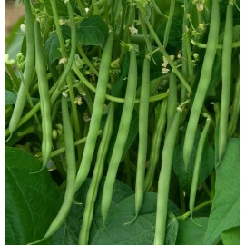 TomorrowSeeds Contender Green Bean Seeds | Non GMO USA Stringless Bush Vegetable Seed New 2025 - 90+ Count