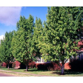 TomorrowSeeds - Ginkgo Biloba Tree Seeds - 5+ Count - for 2026 Planting Maidenhair Tree Fossil Silver Apricot Ginkyo Nut Fruit Drupe Cashew Perennial Trees Perennial Grow Your Own Home Farm Patio