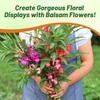Outsidepride Balsam Impatiens Flower Seeds - 500 Pcs Annual, Compact