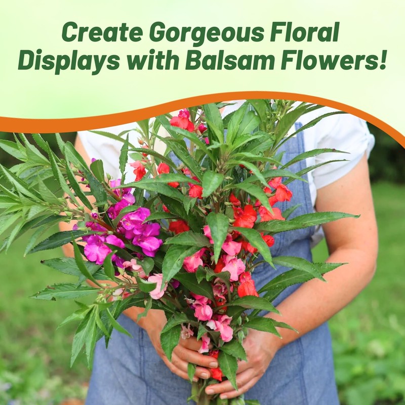 Outsidepride Balsam Impatiens Flower Seeds - 500 Pcs Annual, Compact