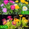 Solar Flowers Lights, 2 Pack Solar Garden Lights with 14