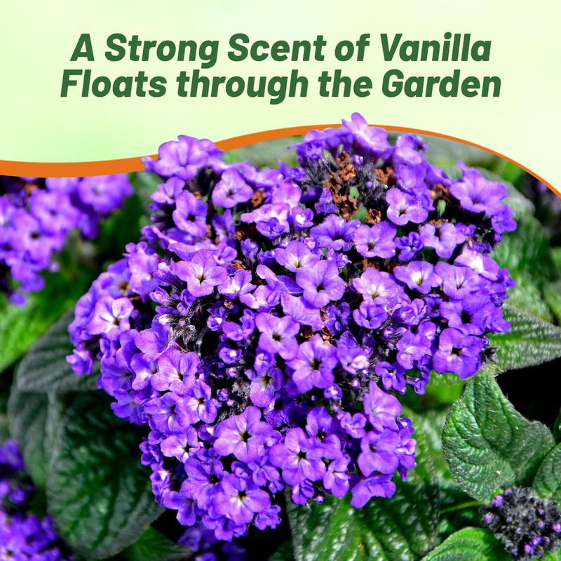 Outsidepride Marine Heliotropium Seeds - 1000 Pcs. Perennial, Easy to