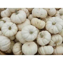 “Baby Boo” Pumpkin Seeds – Fast-Growing, Pure White Ghostly Mini Pumpkin – Harvest in 80 to 90 Days | Always Open-Pollinated | USA Grown Heirloom Seeds by Liliana's Garden |