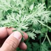 Herb To Body Wormwood Herb C/S | Cut & Sifted