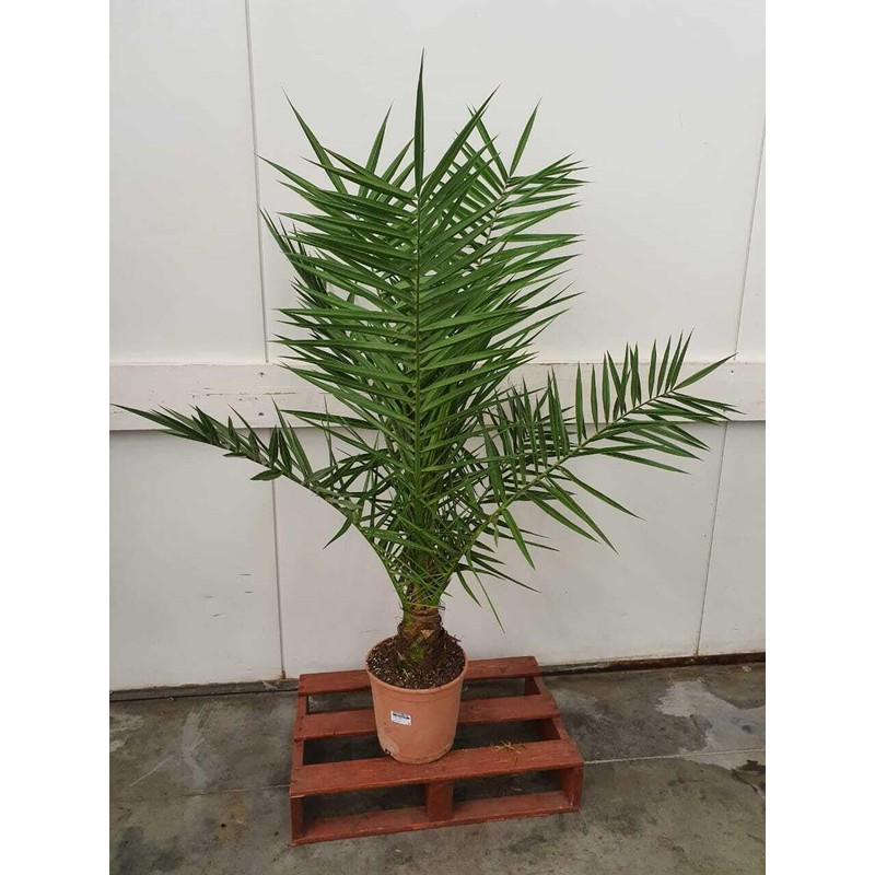 SeedsUP - 4+ Seeds Phoenix Palm Canary Island Date Palm