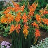 3 Prince of Orange Crocosmia Blubs - Grows 30-48" Tall.