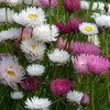 Outsidepride Helipterum Mix - 1000 Seeds
