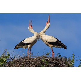 'Lenticular Postcard with Changing Image NR. 10219/Loose Card Wallet Birds: 2 Rattle Storks in the nest