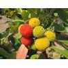 Home-Growth Canary Islands Strawberry Tree, Arbutus Canariensis - 8 Seeds
