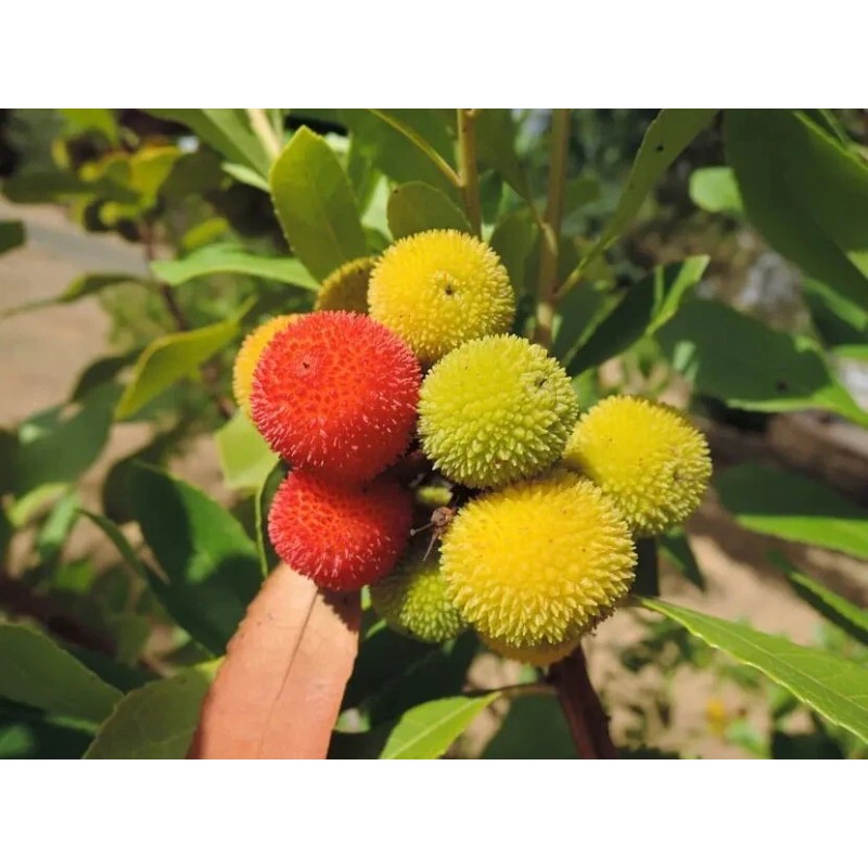 Home-Growth Canary Islands Strawberry Tree, Arbutus Canariensis - 8 Seeds