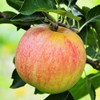 Gala Apple Tree, Deciduous, Early Harvest, Moderately Sized, 1 gal
