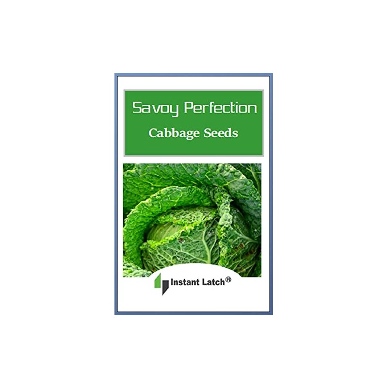 250 Savoy Perfection Cabbage Seeds | Non-GMO | Heirloom |