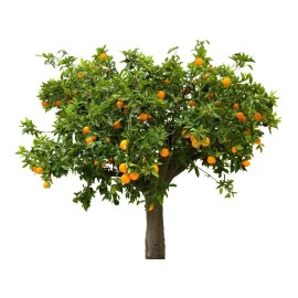 La Perfumm Aceite Esencial De Lavanda 30 Ml 100%  Natural Ó Árbol De Te