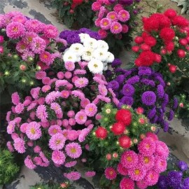500+Creco China Aster Seeds Mix Cut Flower Seeds Garden USA