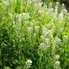 Palm Beach Medicinal Herbs - Field Pennycress (Thlaspi arvense) - Packet of 40 Seeds