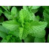 Peppermint Seeds, HERB Seeds Heirloom, Non GMO 100 Peppermint Seeds,