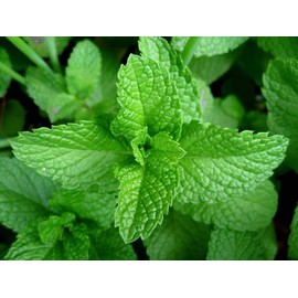 Peppermint Seeds, HERB Seeds Heirloom, Non GMO 100 Peppermint Seeds, Delicious