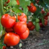 Fresh Panicle Tomatoes | Shrub Tomatoes | Meat Tomatoes (500
