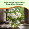 Outsidepride White Common Primrose Seeds - 200 Pcs Perennial, Hardy,