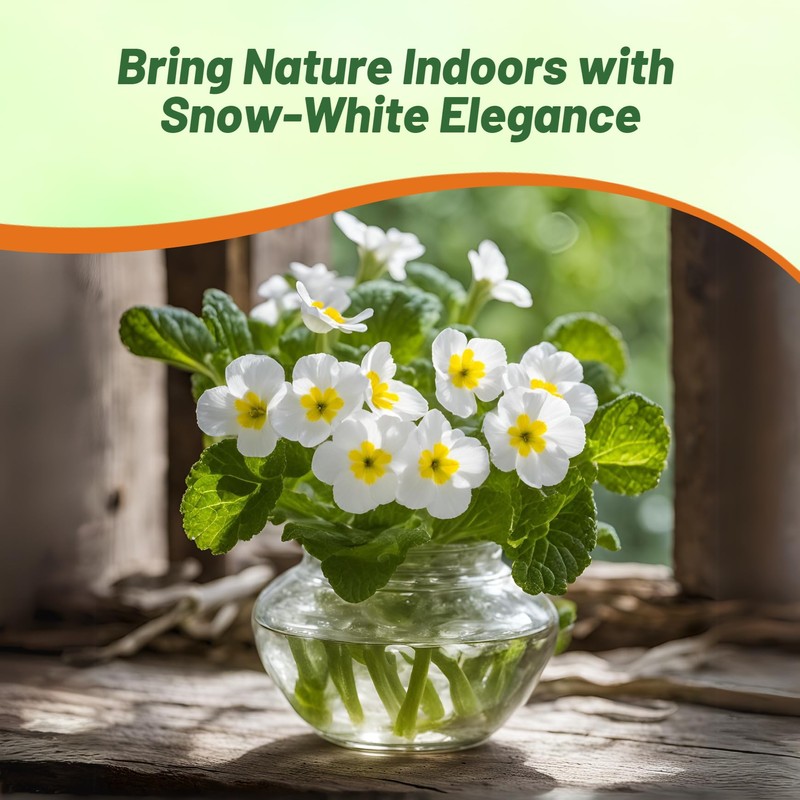 Outsidepride White Common Primrose Seeds - 200 Pcs Perennial, Hardy,