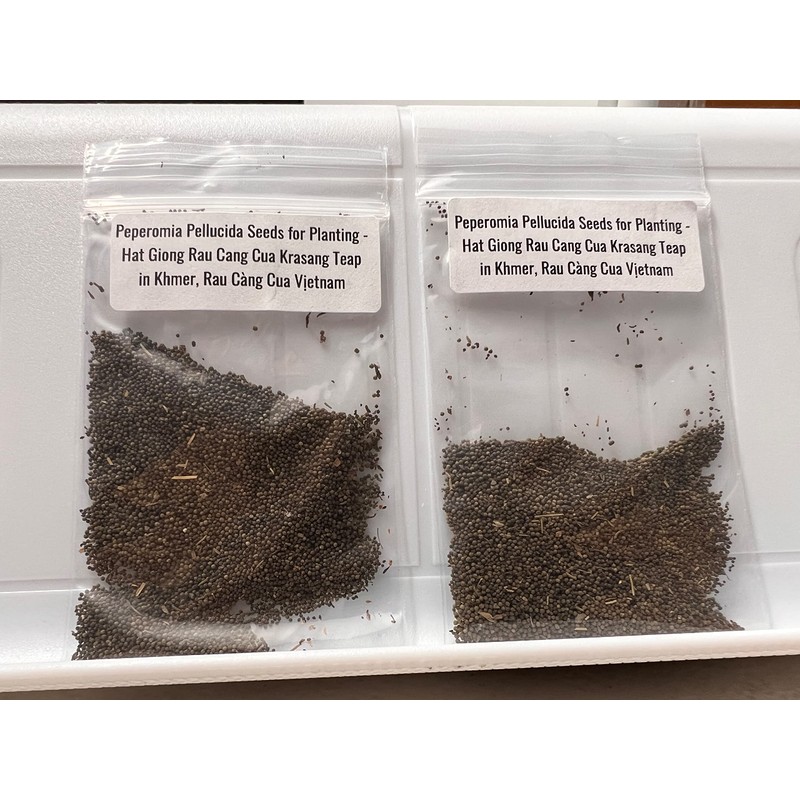 2 Bags of 2000++ Seeds Hạt giống rau càng cua