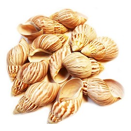 Bulk 100 Natural Japanese (Fairyland) Land Snail Shells 2 1/2" - 3" Medium Hermit Crab Beach Crafts Hobby Coastal Cottage
