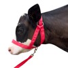 Cow Halter Cattle Halters Adjustable Calf Halter with Leading Rope