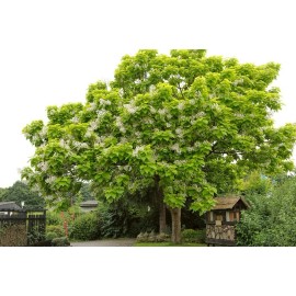 CZ GRAIN Catalpa Tree Seeds for Planting - 100 Seeds to Grow - Stunning Flowers