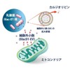 ＬｉＥＶ（ライブ）(31粒 / 約1ヶ月分)｜ライラック乳酸菌由来の細胞外小胞（ＥＶ）が入ったサプリメント