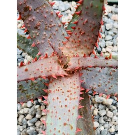 Aloe hybrid ‘Purple Wave’ (Aloe Castilloniae X ‘Purple Haze’) Rare Aloes, Plants