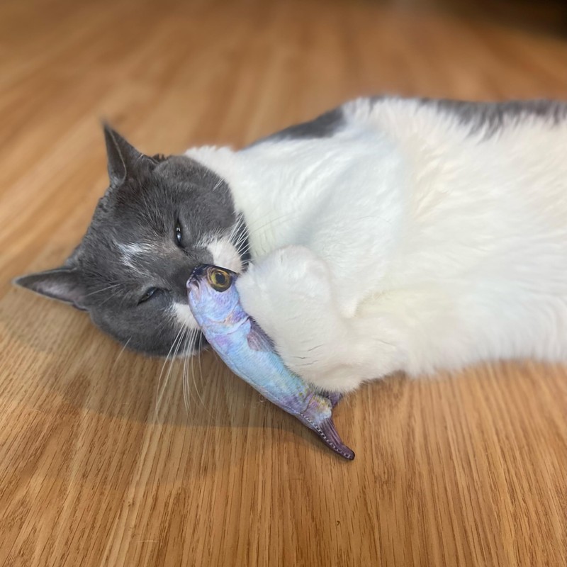 SPOT Fanatic Fish - Plush Cat Toy with Catnip and