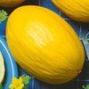 Park SeedJuane Canary Heirloom Melon Seeds, Pack of 25 Seeds