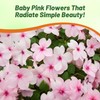 Outsidepride Impatiens Baby Pink Flower Seeds - 1000 Pcs Annual,
