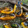 Western Eagle Workshop 8pcs Amber Fossil with Insects Samples Stones