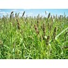 Brown Top Millet Seeds - Makes an Abundance of Seed!!!!!!