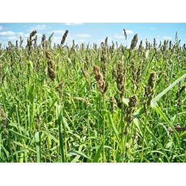 Brown Top Millet Seeds - Makes an Abundance of Seed!!!!!! 500 Seeds