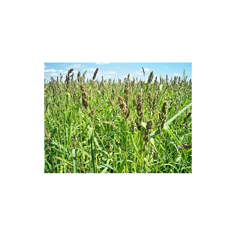 Brown Top Millet Seeds - Makes an Abundance of Seed!!!!!!