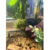 Large: 6 Floating Java Moss Balls Live Aquarium Plant Decoration.