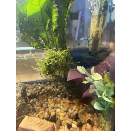 Large: 6 Floating Java Moss Balls Live Aquarium Plant Decoration. Aquarium Grown