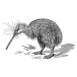 CafePress Vintage Kiwi Bird New Zealand Birds B Memory Keepsake Jewelry Box, 5"x5"x3.75"