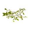 Biokoma Pure and Organic Mistletoe Dried Herb 100g (3.55oz) In