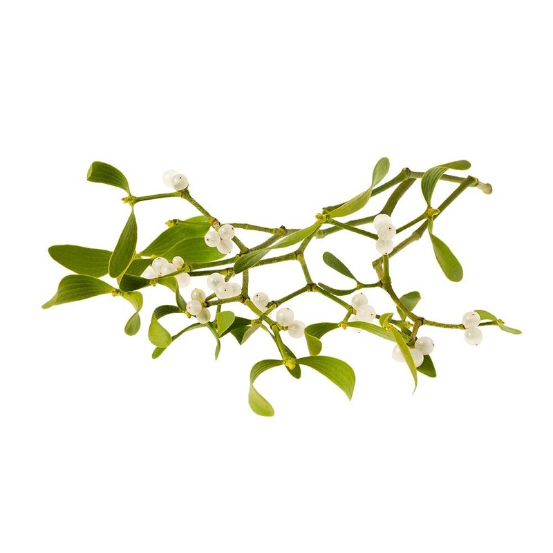 Biokoma Pure and Organic Mistletoe Dried Herb 100g (3.55oz) In