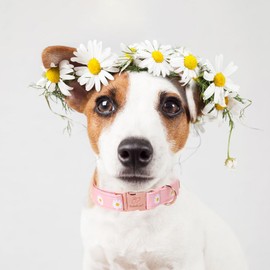 Babole Pet Light Pink Daisy Dog Collars for Small Dogs - Adjustable Floral Design Dog Collar for Spring Soft Padded Pet Metal Buckle Collar for Boy & Girl Dogs S