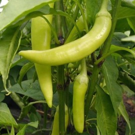 PAPAW'S GARDEN SUPPLY LLC. Helping The Next Generation Grow! Sweet Banana Heirloom Pepper Seeds, Non-GMO, 1 Pack of 25 Vegetable Seeds